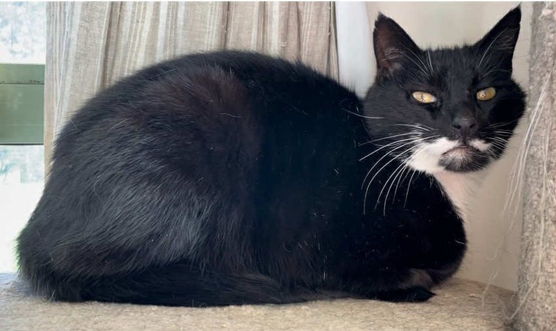 Beautiful Ben- 12 yrs - Cat Care Loburn/Chch Carousel 1