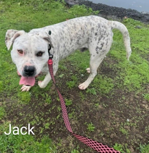 Jack - 2 years, Good with Other Dogs and Children Carousel 1