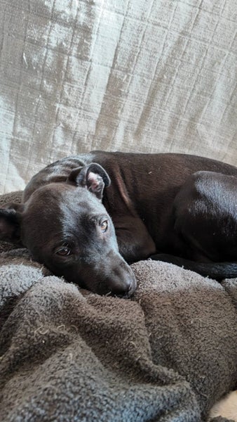 Luna - 5 months, Good with Other Dogs and Children Carousel 2