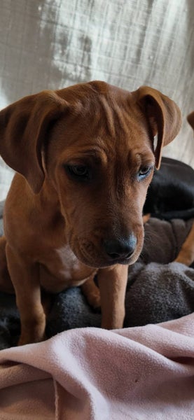Lola - 5 months, Good with Other Dogs and Children Carousel 1