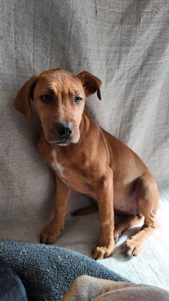 Lola - 5 months, Good with Other Dogs and Children Carousel 2
