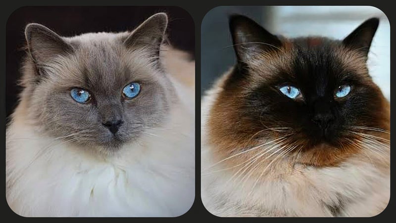 RAGDOLLS Carousel 1