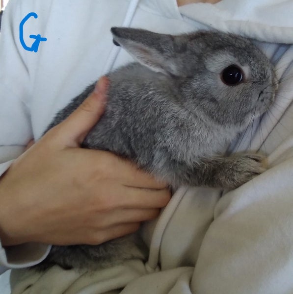 Rabbits - Dwarf Carousel 1