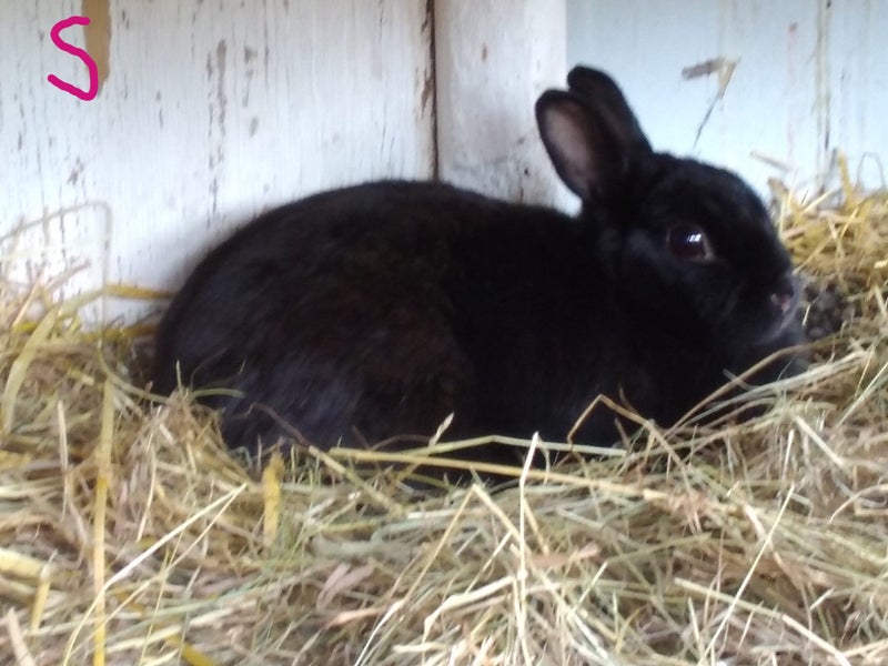Rabbits - Dwarf Carousel 4