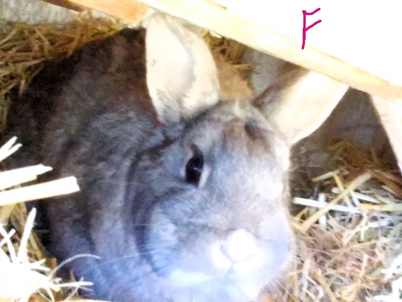 Rabbits - Dwarf Carousel 2