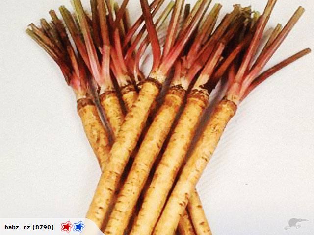 Burdock Takinogawa seeds Carousel 1