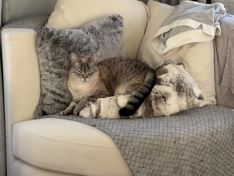 4-year old female cat Carousel 1