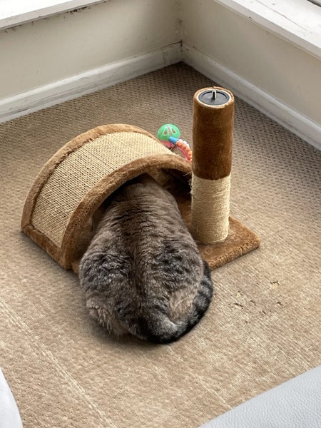 4-year old female cat Carousel 2