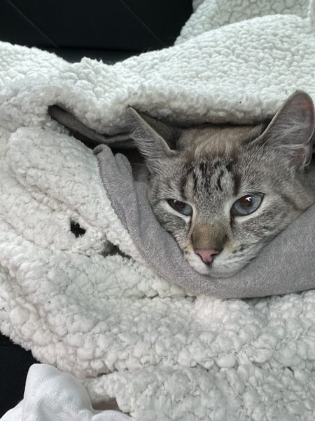 4-year old female cat Carousel 5