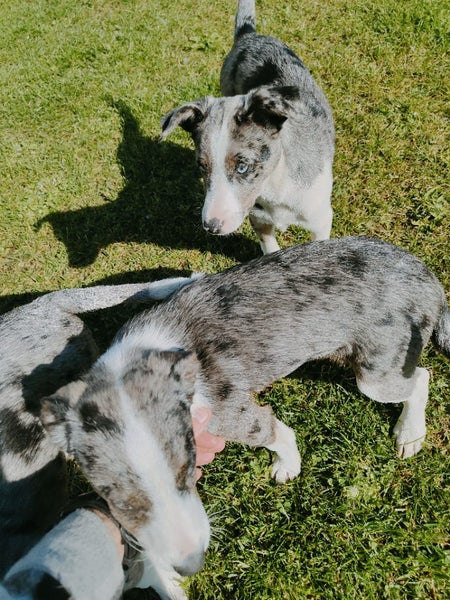 Mearle Border Collie x heading dog pups Carousel 2