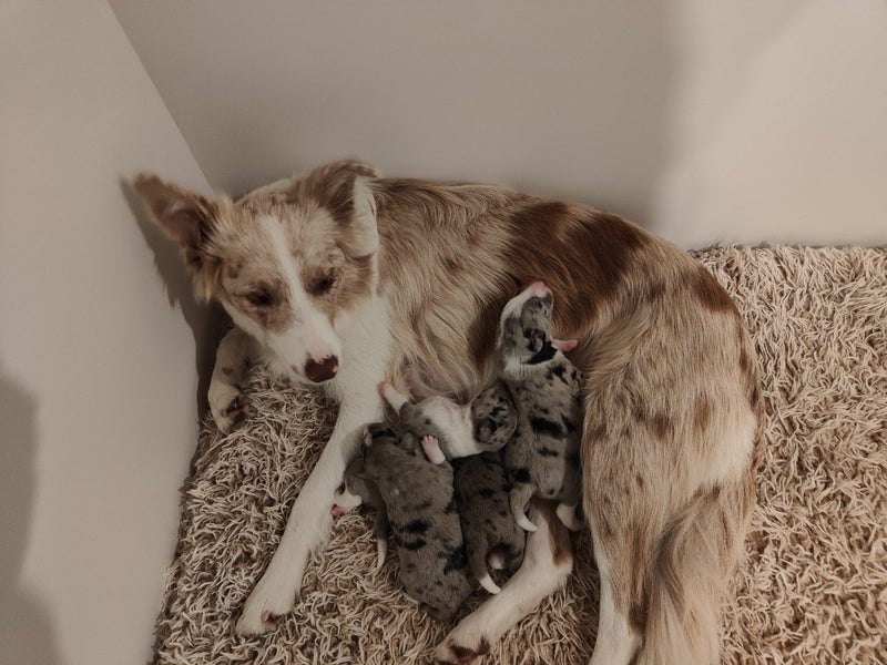 Mearle Border Collie x heading dog pups Carousel 16