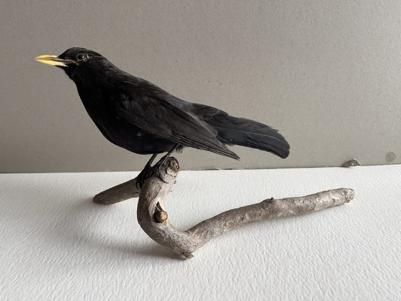 Taxidermy Blackbird perched on a branch Carousel 1
