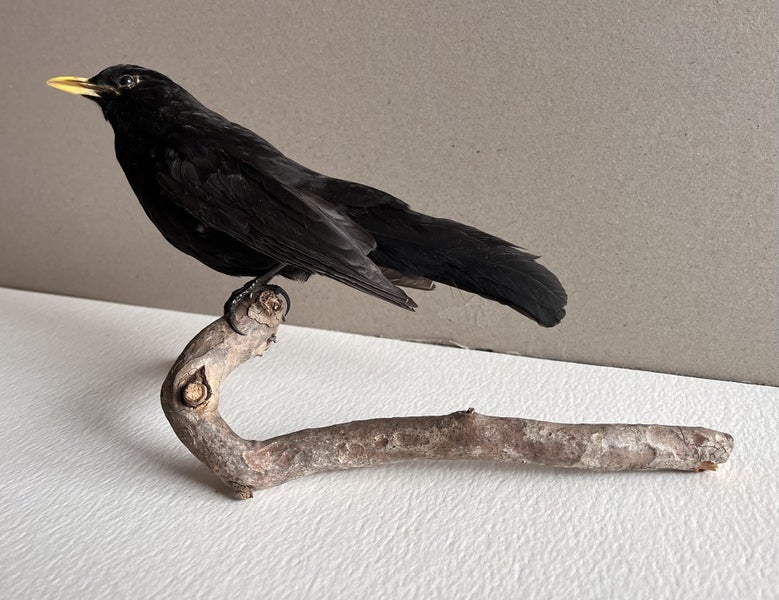 Taxidermy Blackbird perched on a branch Carousel 2