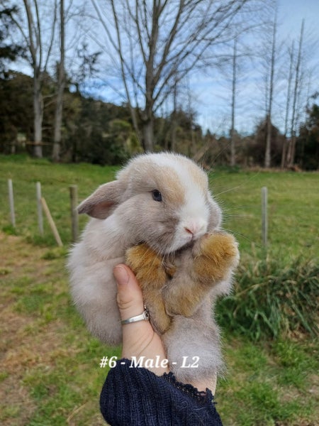 Burebred Mini Lop Rabbits Carousel 7