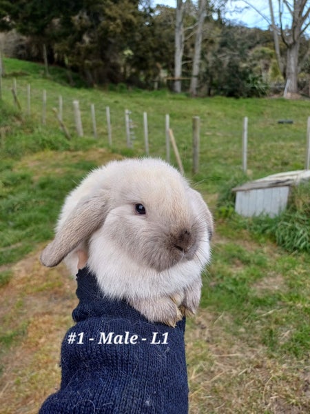 Burebred Mini Lop Rabbits Carousel 1