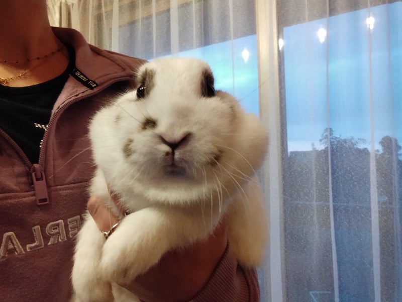 Netherland Dwarf/Mini Lop Rabbit Carousel 2
