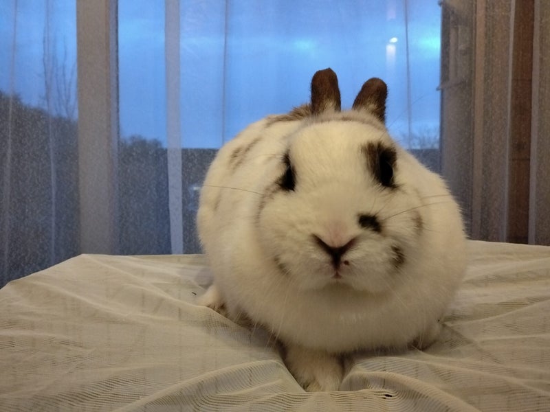 Netherland Dwarf/Mini Lop Rabbit Carousel 1