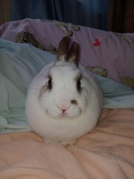 Netherland Dwarf/Mini Lop Rabbit Carousel 8