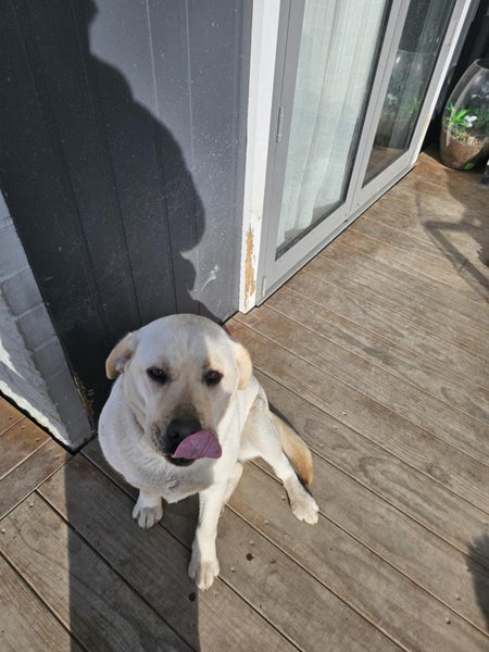 Dog to give away Carousel 1