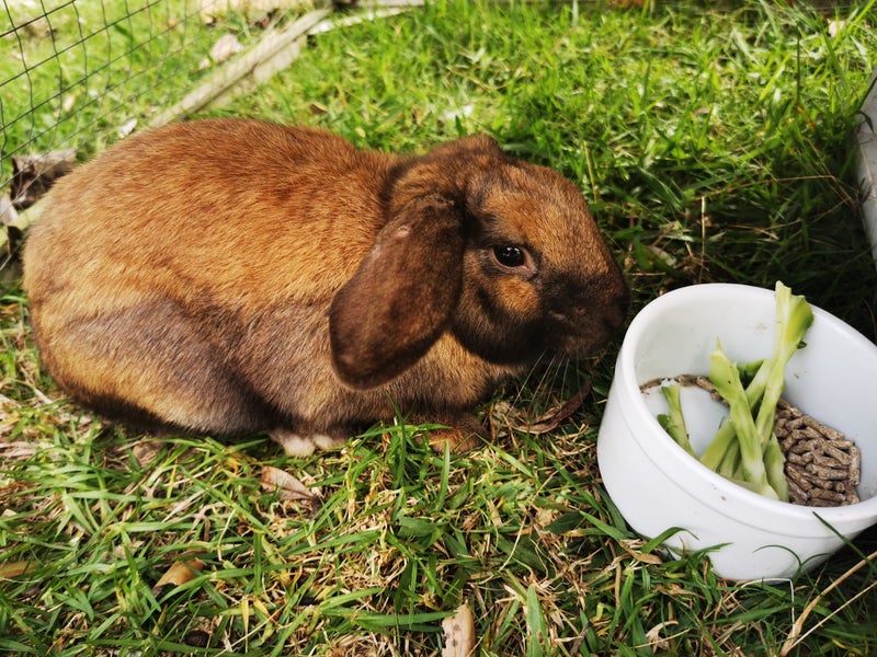 Mini Loop Bunny Looking for New Home Carousel 4