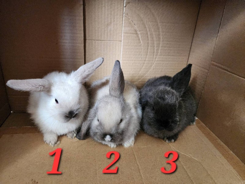 Purebred Minilop Bunnies Carousel 1