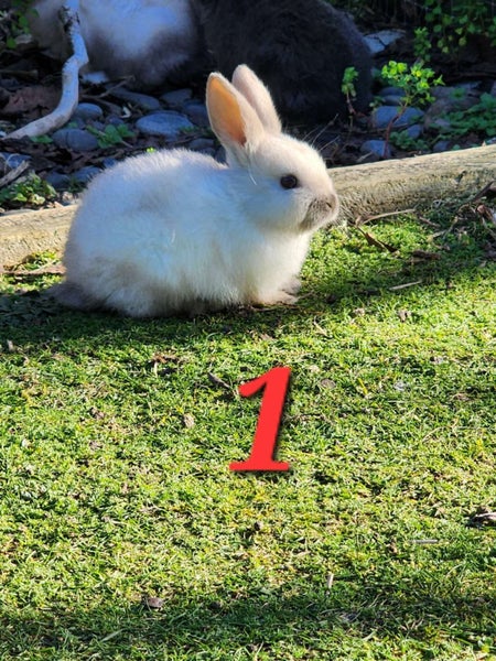 Purebred Minilop Bunnies Carousel 2
