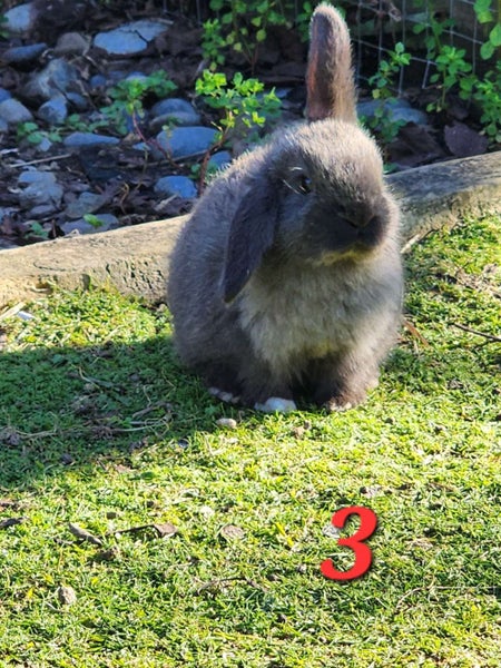 Purebred Minilop Bunnies Carousel 4