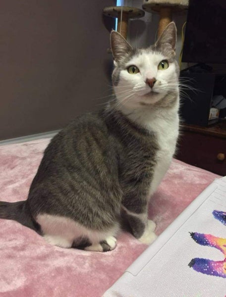 LOST CAT - BUCKLANDS BEACH, AUCKLAND Carousel 1