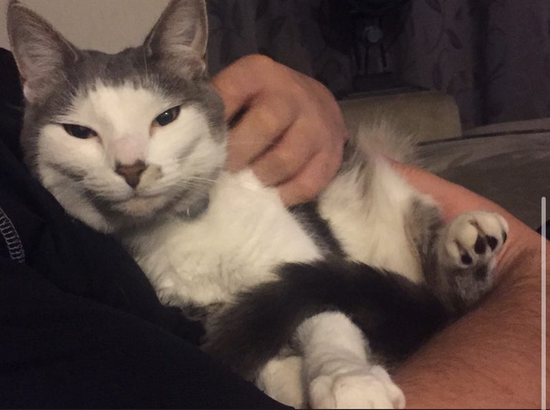 LOST CAT - BUCKLANDS BEACH, AUCKLAND Carousel 2