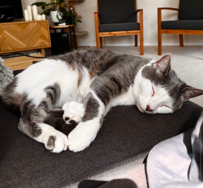 LOST CAT - BUCKLANDS BEACH, AUCKLAND Carousel 5