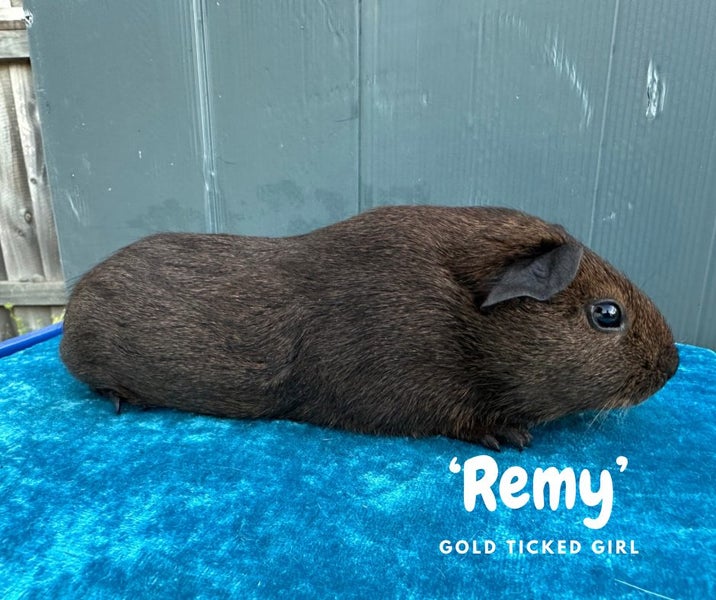 Guinea Pigs for Sale Carousel 1