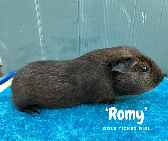 Guinea Pigs for Sale Carousel 2