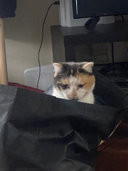 Calico Cat Carousel 1