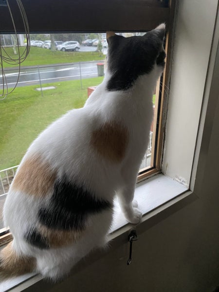 Calico Cat Carousel 6