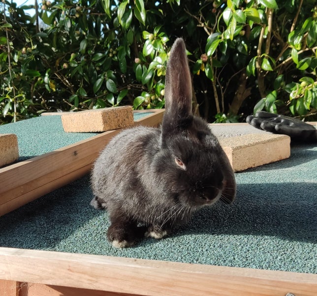 Purebred Mini Lop Rabbits Carousel 1