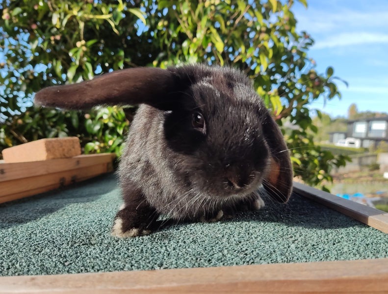 Purebred Mini Lop Rabbits Carousel 6