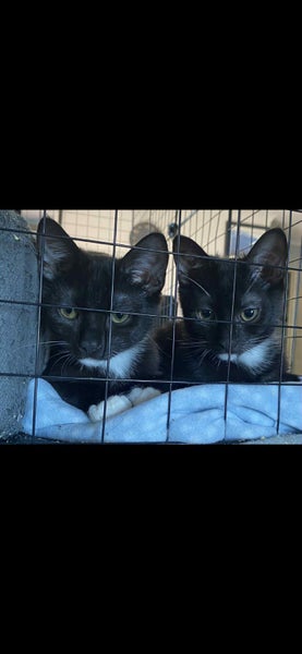 THE STREET CAT PROJECT - NITRO & SONIC - AVAILABLE FOR ADOPTION Carousel 1