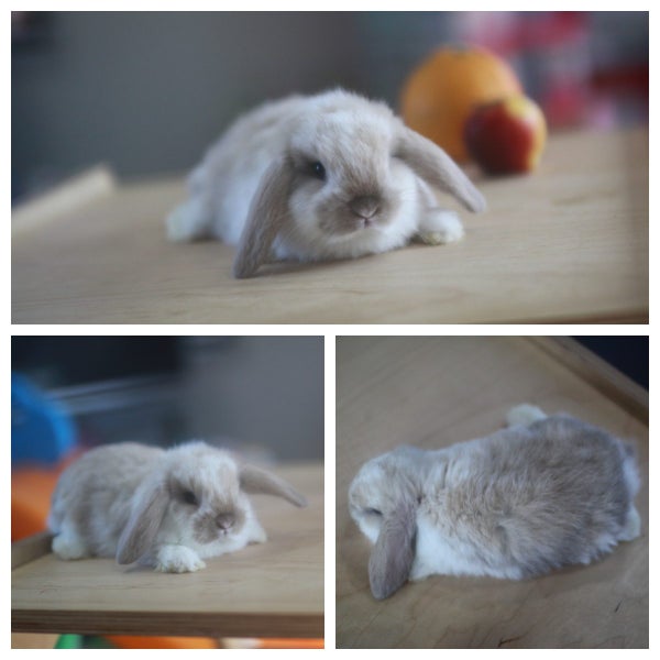 very cute Pure Bred mini Lops Carousel 12