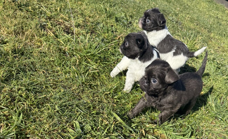 Blue Brussels Griffon puppies Carousel 1