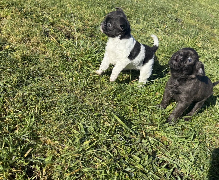 Blue Brussels Griffon puppies Carousel 2