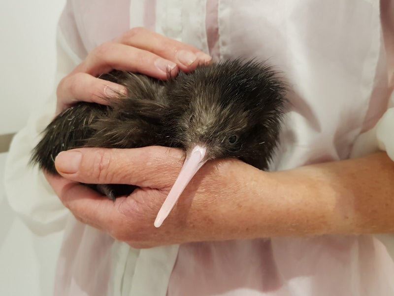 ** Feathered Friends & Five-Star Stays **63617309990403111