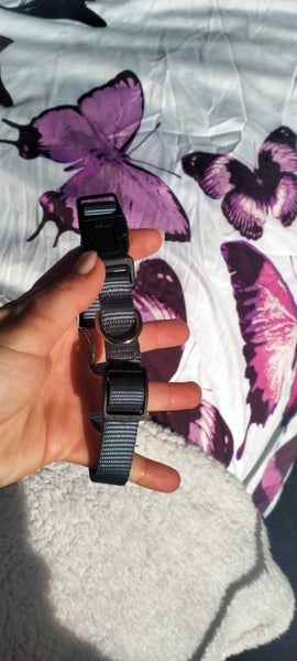 Dog collar NEW Carousel 2