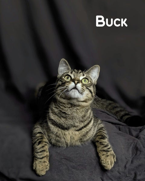Animal Care Turangi - BUCK & GRACE Carousel 12