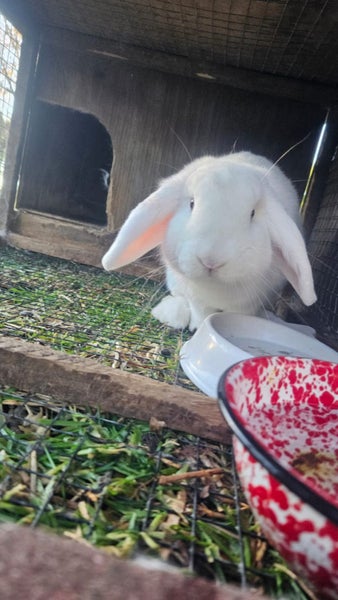 Mini Lop Bunnies Carousel 1