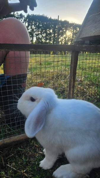 Mini Lop Bunnies Carousel 2