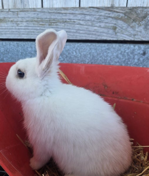 Cute Rabbits Carousel 2