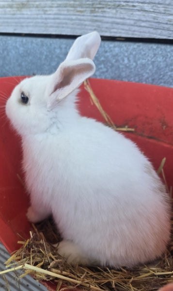 Cute Rabbits Carousel 6