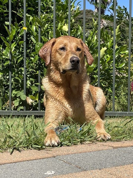 assistance with rehoming our golden Labrador Carousel 1