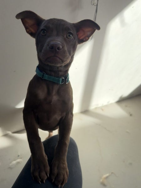 RIDGE - Ridgeback Mix Rescue Puppy Carousel 1
