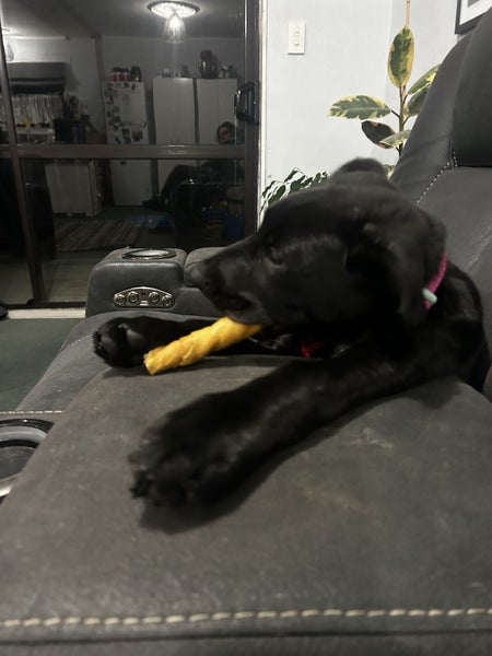 Heading Dog × Huntaway Bitch Pup – 3 Months Old Carousel 1
